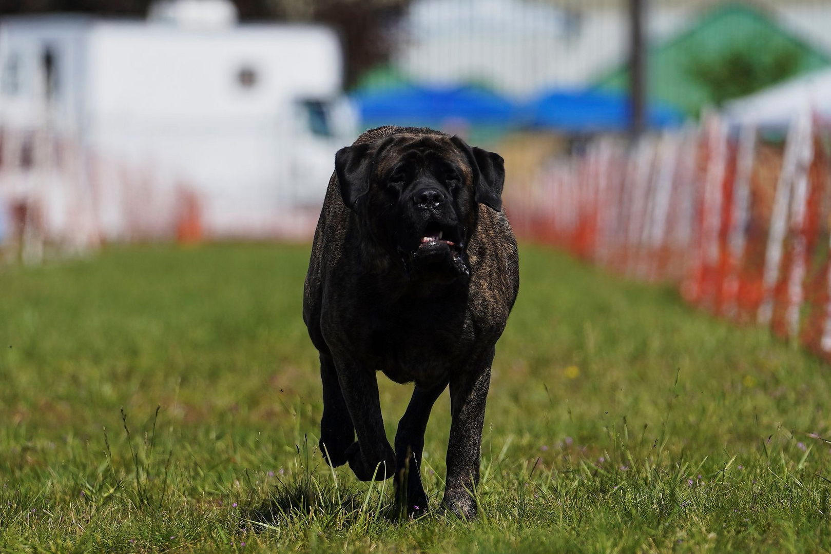 How fast can hot sale a mastiff run