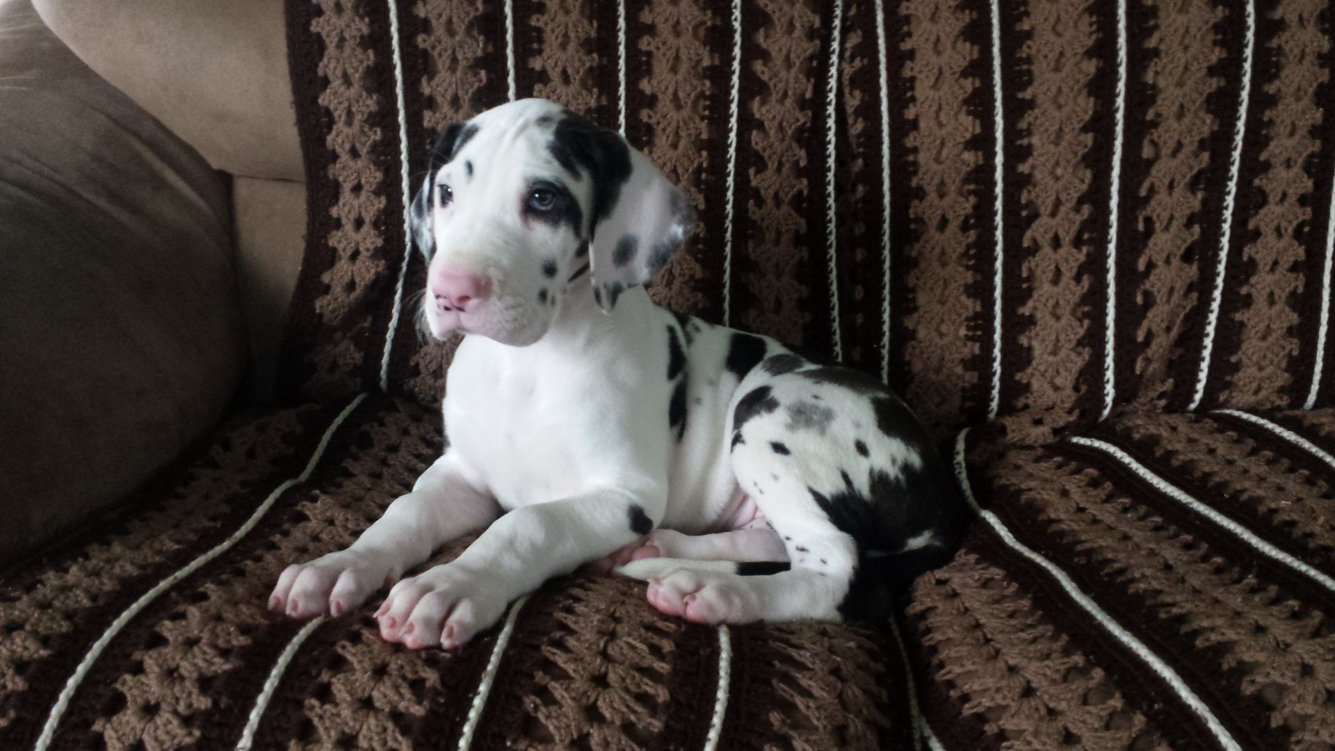 brown spotted great dane puppy