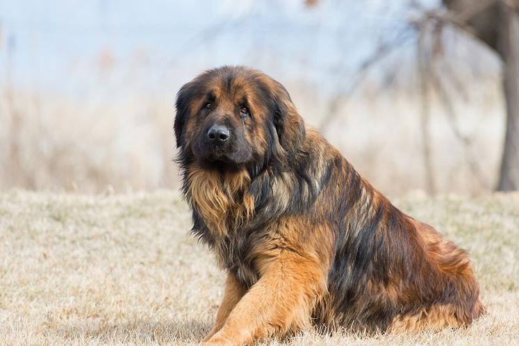 what do leonberger like to sleep on