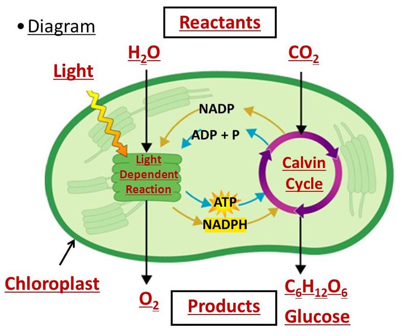 Photosynthesis reactants picture