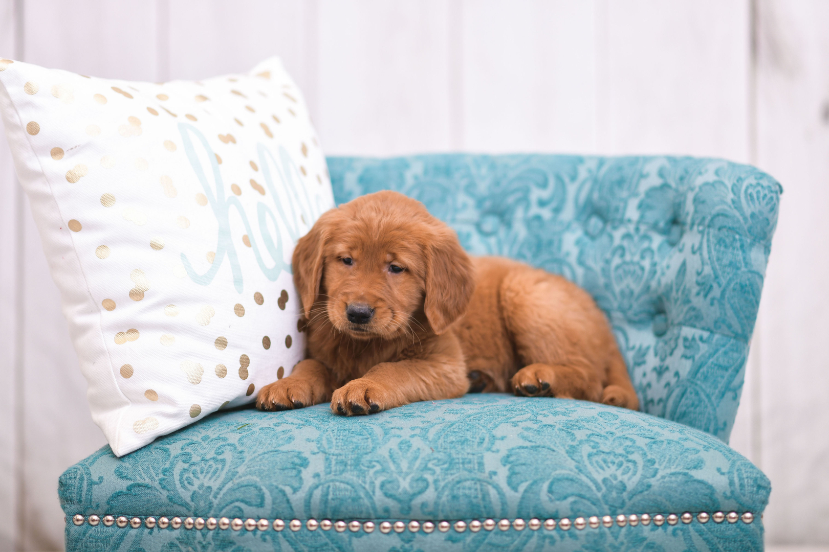 Clark County Humane Society finds forever homes for new Golden Retriever  puppies