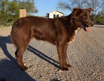 Australian shepherd solid red sale