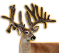 JUSTIFIED WHITETAIL BREEDER BUCK