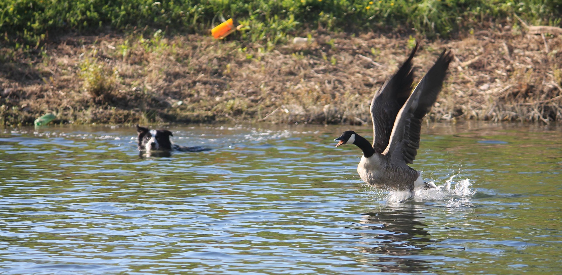 Geese Police of Western Pennsylvania PA boarder collie swimming in action chasing problem canada geese