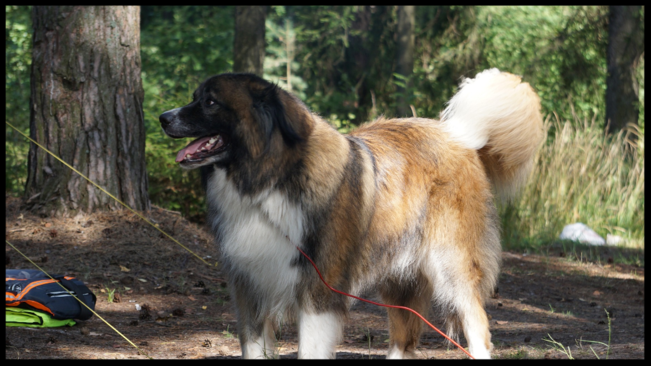 family camping dog