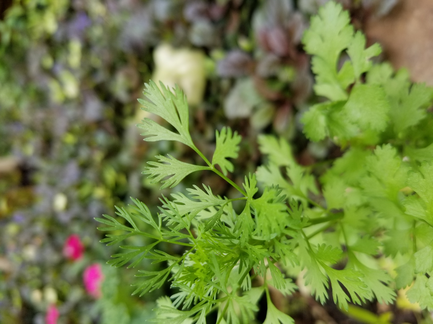 Harvesting, Drying and Storing Magical Herbs