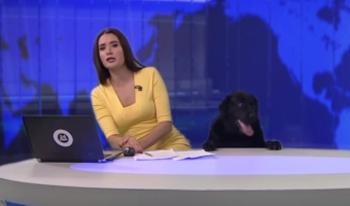 Dog's Surprise Appearance During Live News Broadcast