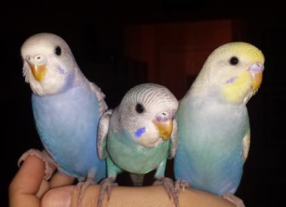 Baby parakeets hot sale