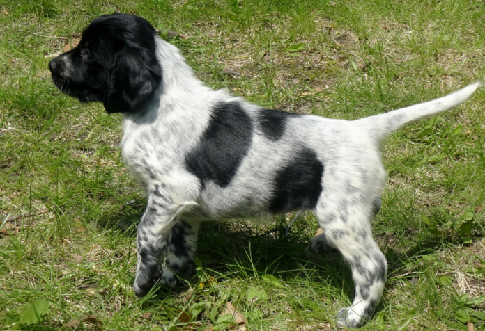 Large munsterlander outlet puppies for sale