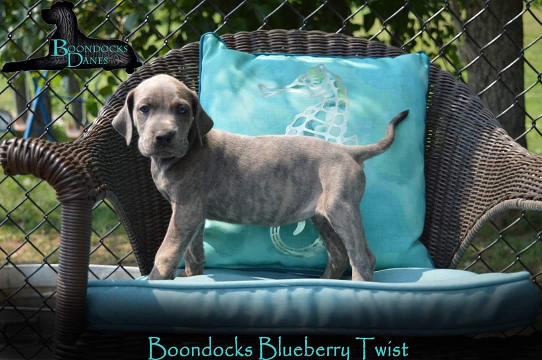 Boondox store great danes