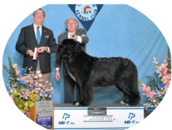 Bear n best sale mind newfoundlands