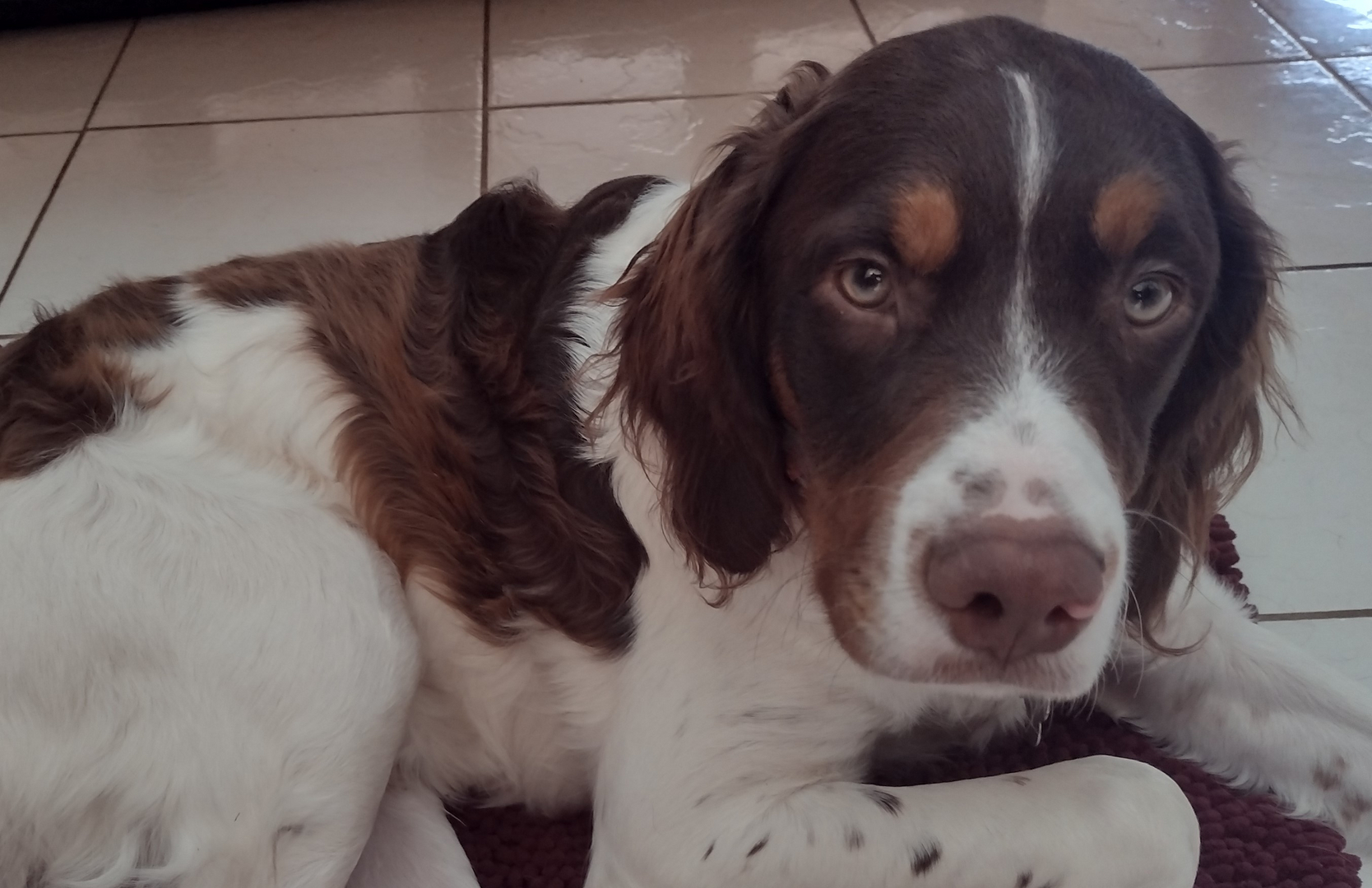 Brittany dog liver and hot sale white