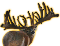 GLADIATOR XL WHITETAIL BUCK