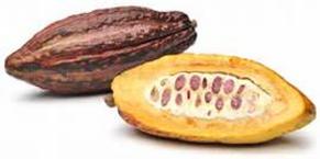 Cacao Fruit Tree Davie South Florida