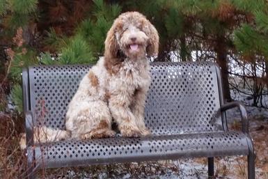 Merle shop colored goldendoodle