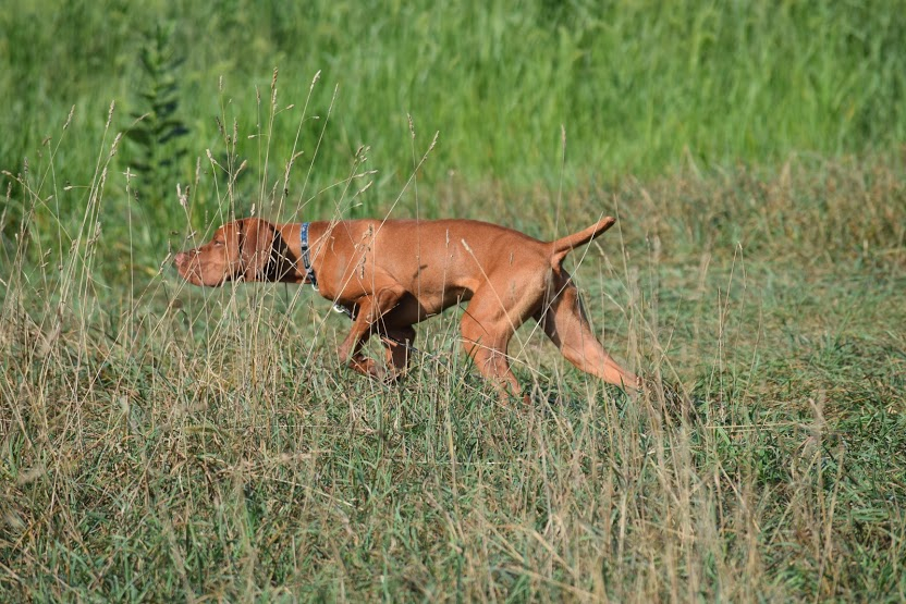 Upland bird dog hot sale training near me