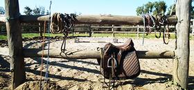 horses horse stud breaking in saddle beginner advanced experienced