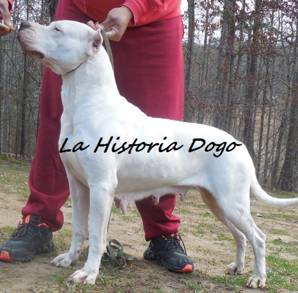 La Historia Dogo Argentino Breeder - Dogo Argentino Kennels