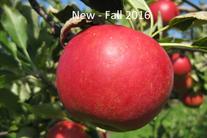 Rim's Edge Orchard Pick Your Own Sansa Apple