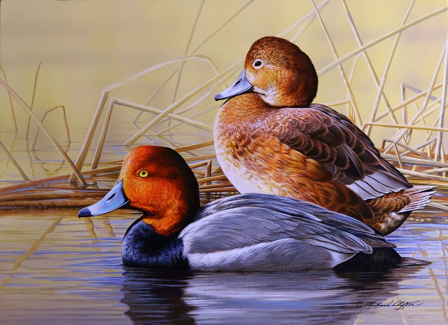 Duck Stamp Prints