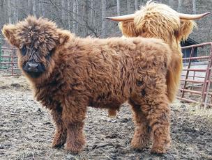 Highland cattle black,Scottish highland cattle,Black highland cattle,Highland cattle, Highland calves