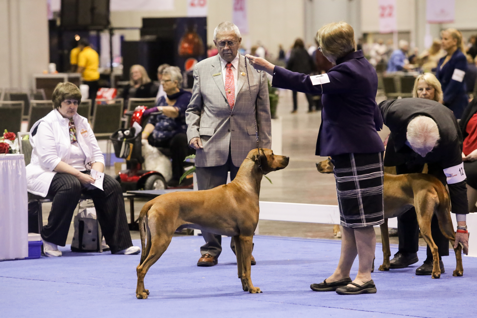 Whirlaway rhodesian hot sale ridgebacks