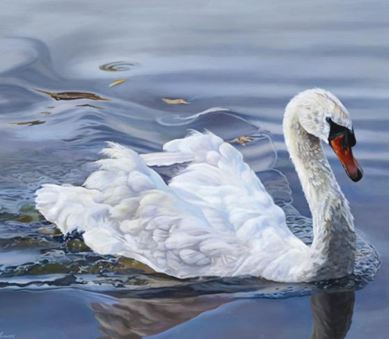 Beautiful realistic oil painting of white Stratford swan swimming on water by Susi Grell Knox susi_inc local brampton artist