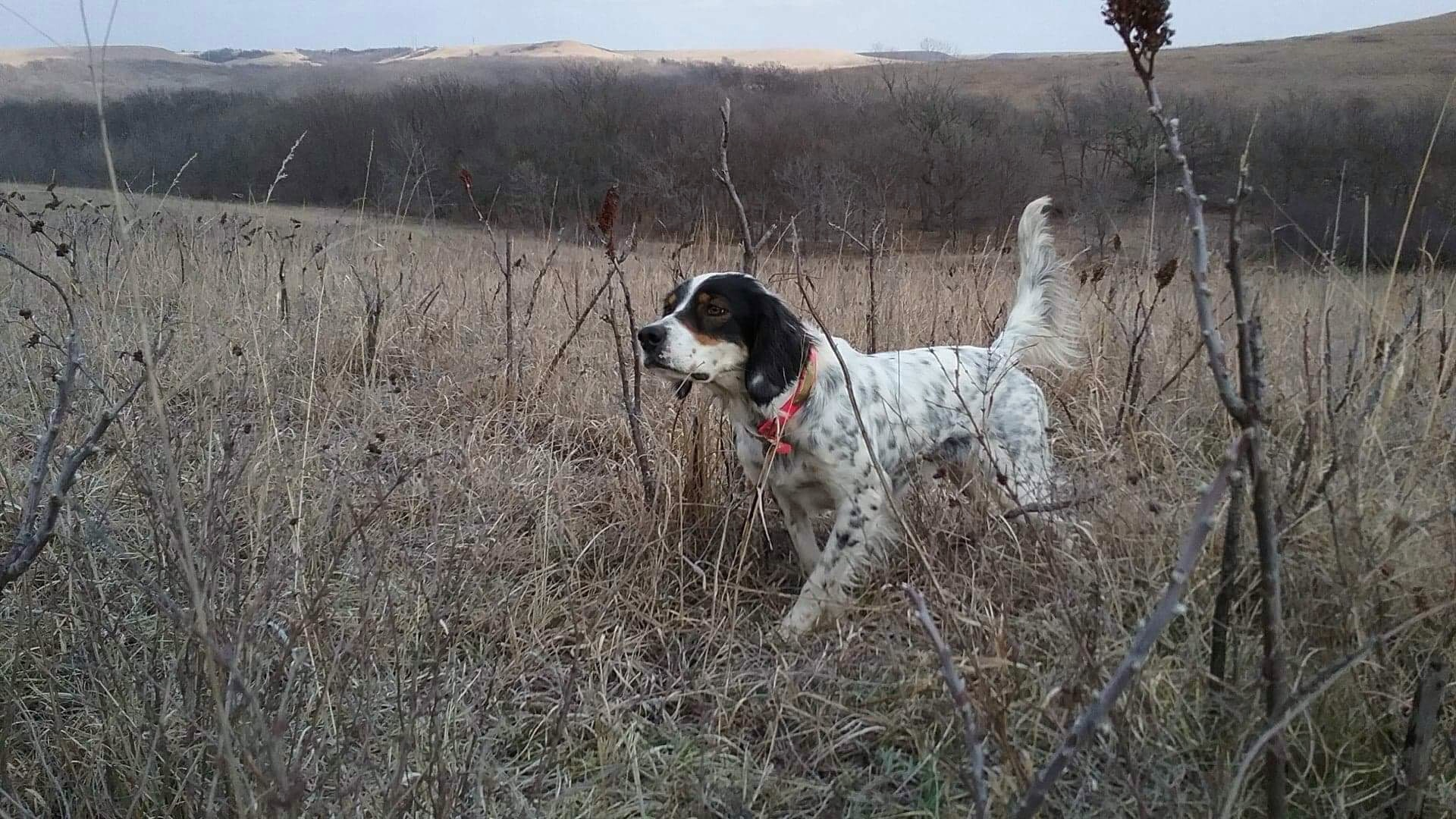 Training english best sale setters to hunt