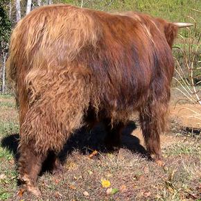 Scottish highland cattle,Black highland cattle,Highland cattle black,Highland cattle, Highland calves