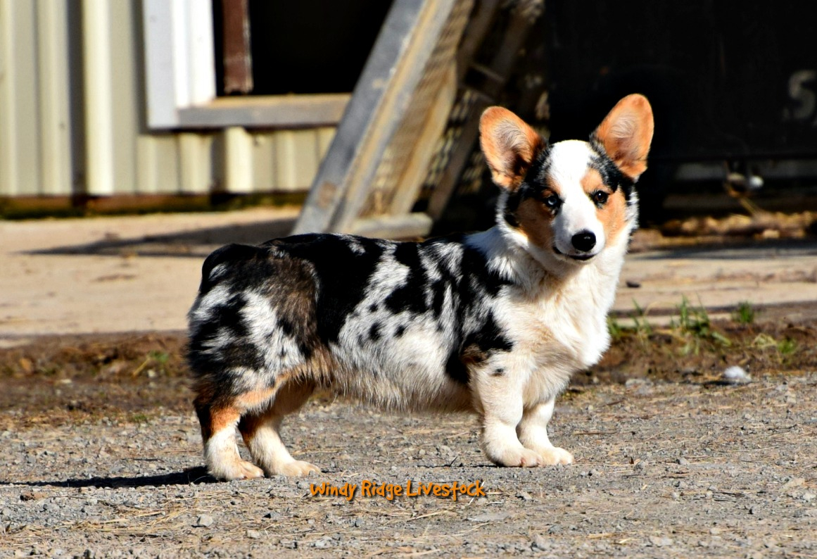 cowboy corgi price