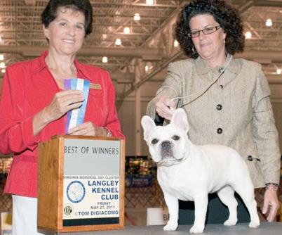 Akc french deals bulldog standard