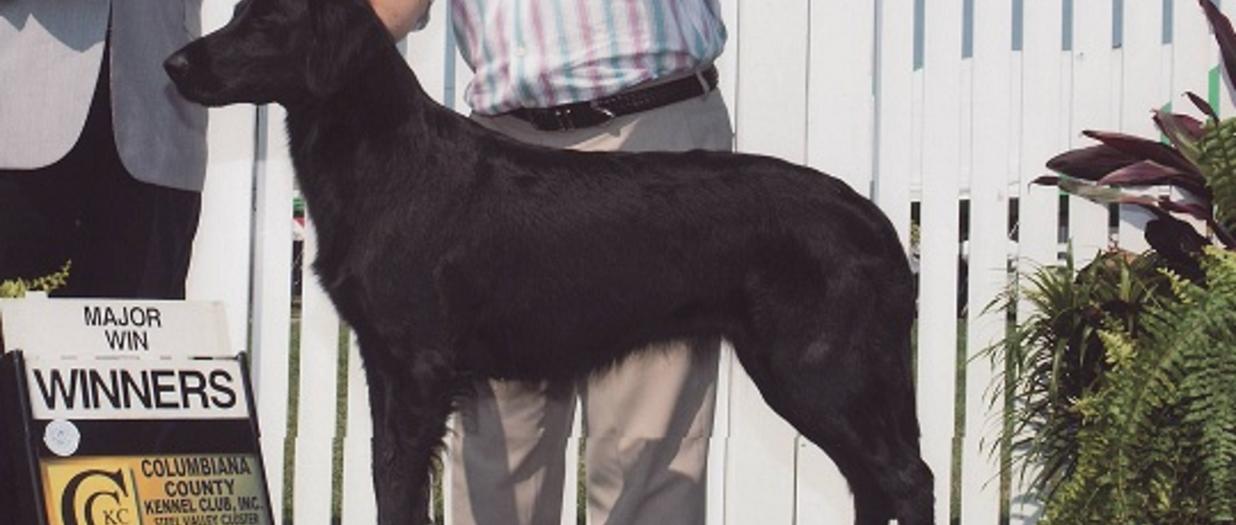 Kennel club flat coated hot sale retriever