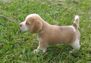 Akc beagles best sale for sale