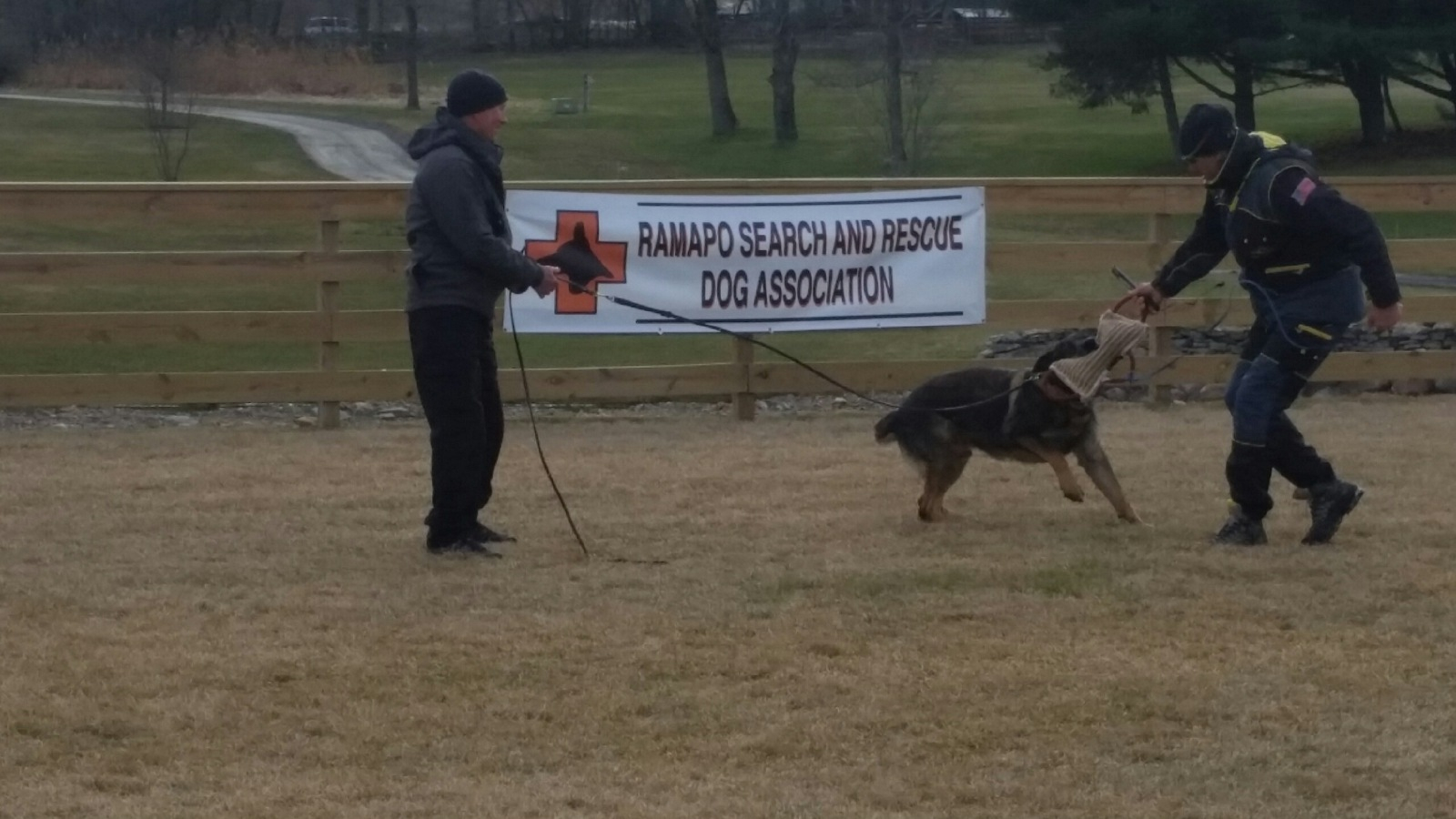 Belgian malinois discount search and rescue