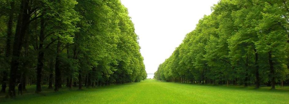 Large green trees in a field with grass