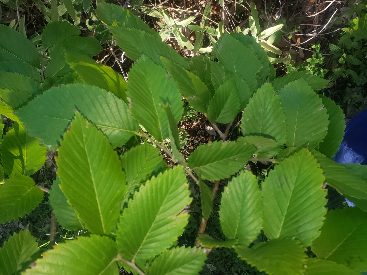 Buy American Elm Tree in Helotes - Wilson Landscape Nursery