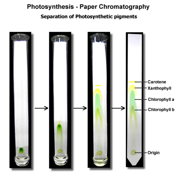 How does chromatography separate pigments