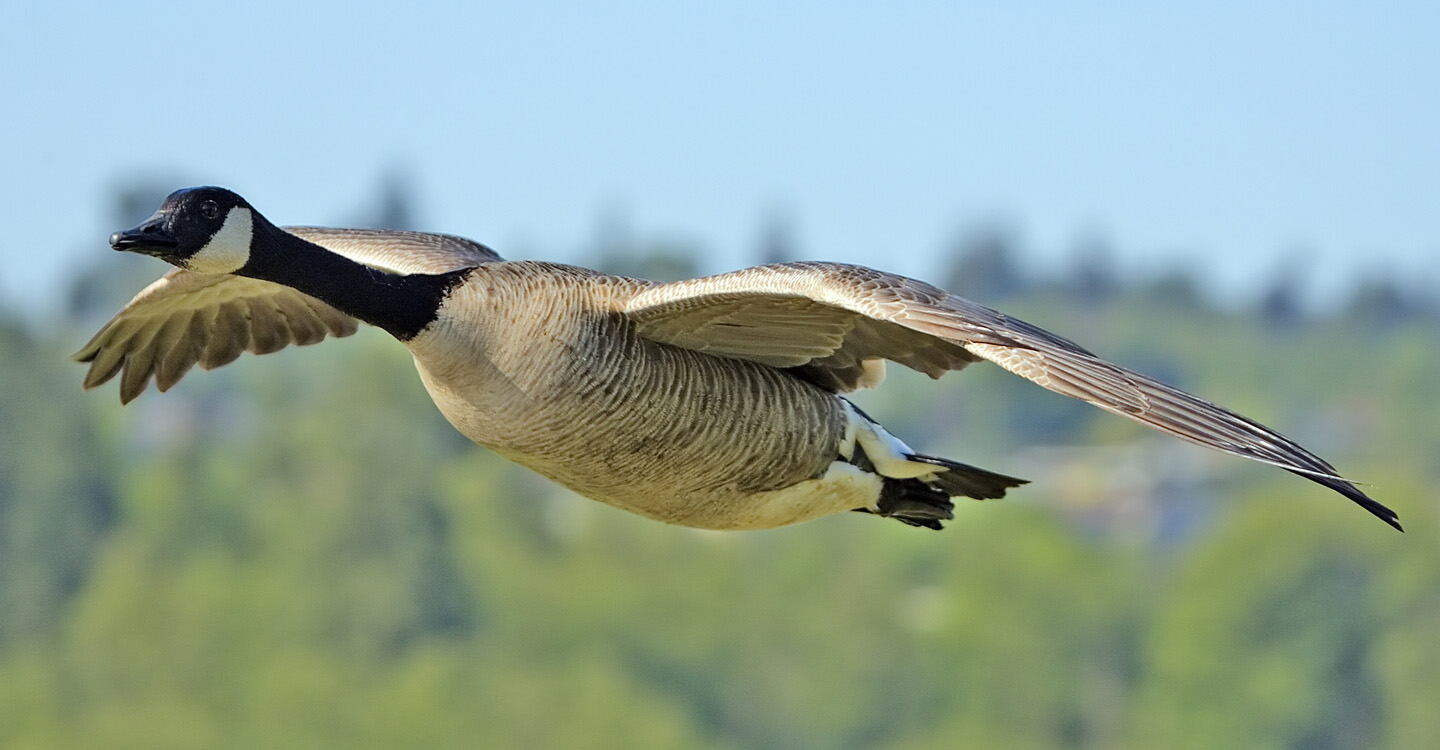 Geese Police of Western Pennsylvania PA Canada Goose in flight