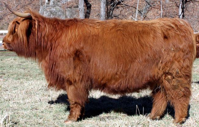 Scottish highland cattle,Black highland cattle,Highland cattle black,Highland cattle, Highland calves