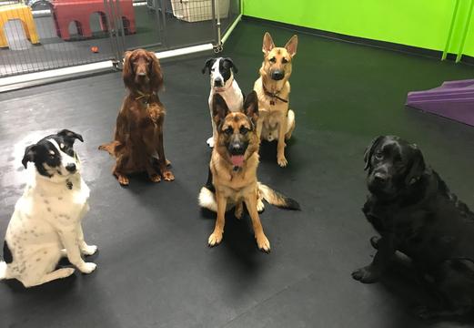 Boarding obedience store training for dogs