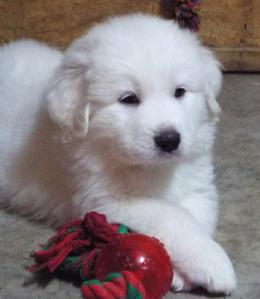 Wells Providence Great Pyrenees