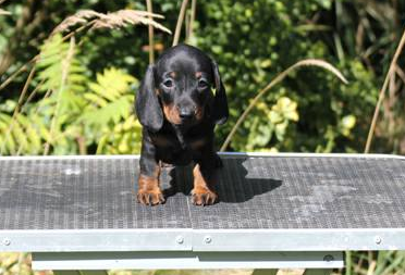 Dachshund kennels near clearance me