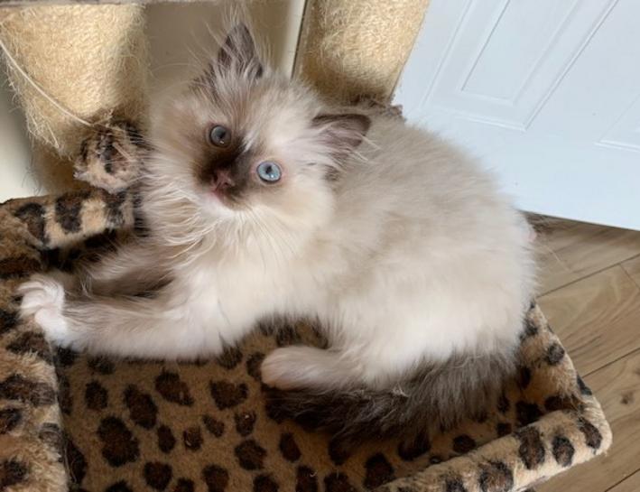 Ragdoll Kittens for sale