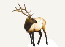 Hunting Elk British Columbia
