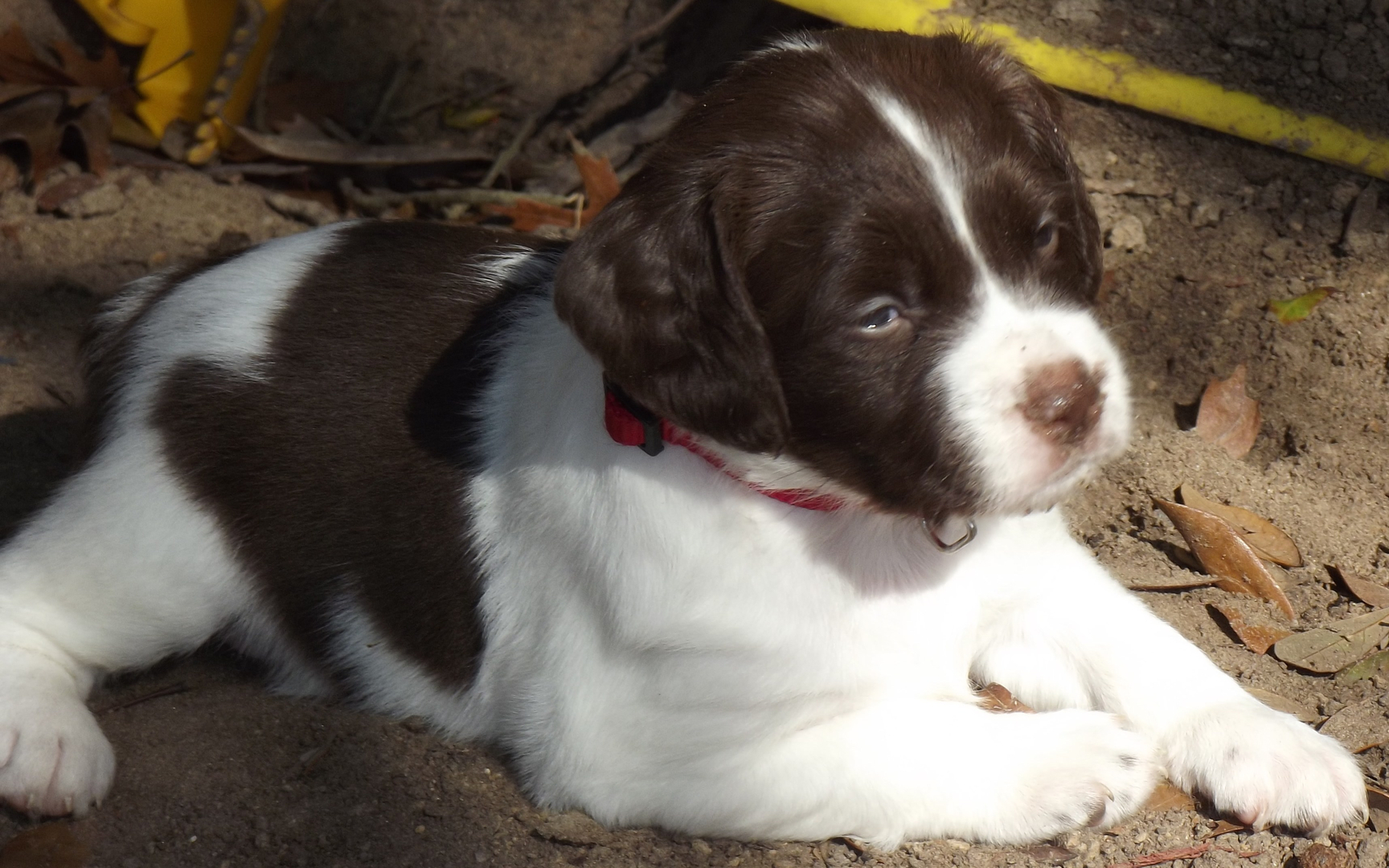 brittany spaniel tricolor puppy