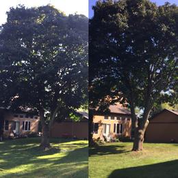 B&A Maple Tree Trimming, Grimsby Tree Services, Residential Tree Trimming