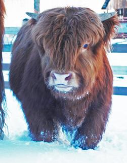 Highland cattle black,Scottish highland cattle,Black highland cattle,Highland cattle, Highland calves