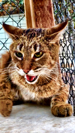 bobcat hybrid bagheera