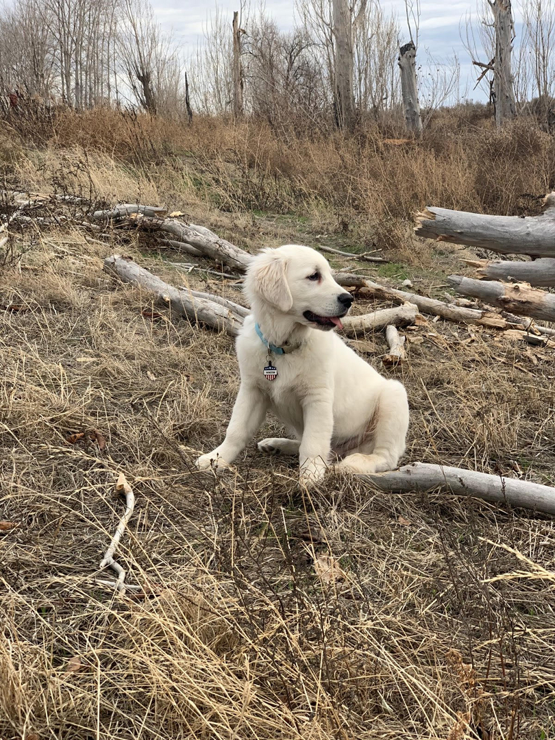 Snow ranch golden hot sale retriever english cream