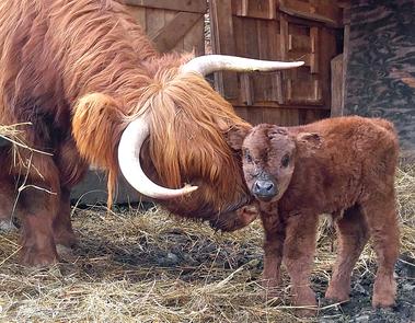 Highland cattle black,Scottish highland cattle,Black highland cattle,Highland cattle, Highland calves